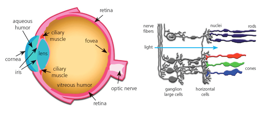 How the eye works image